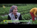 Meyveci - Çilek Yetiştiriciliği Nasıl Yapılır? Meyveci - Çilek Yetiştiriciliği Nasıl Yapılır?