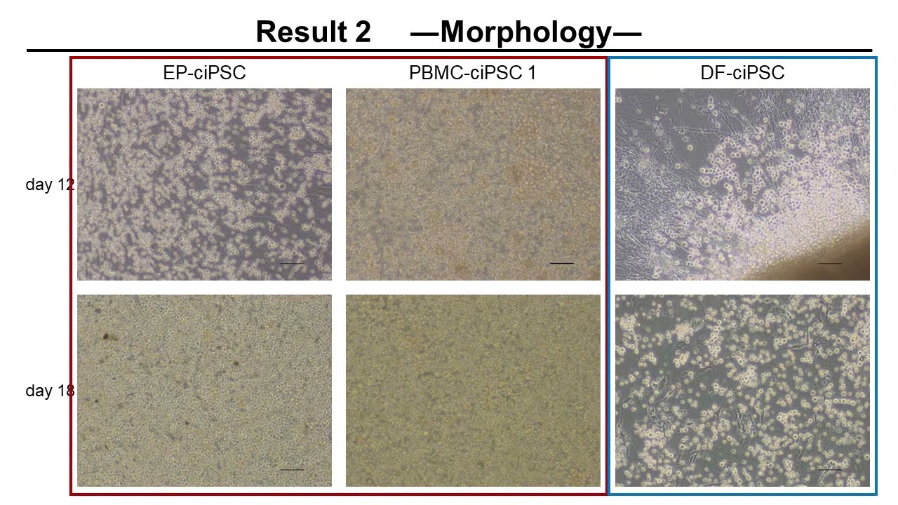 Red Blood Cell Differentiation from Multiple Cell Types Derived Canine Induced Pluripotent Stem Cell