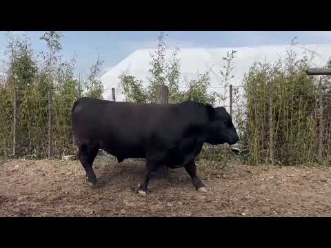 Toros Angus PC a venta