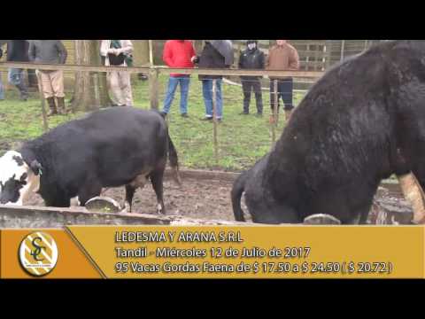 12-07-17  Venta de Vacas gorda faena - Ledesma y Arana - Tandil