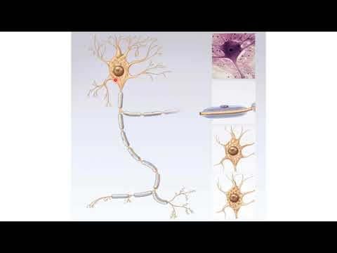 Tejido nervioso: generalidades