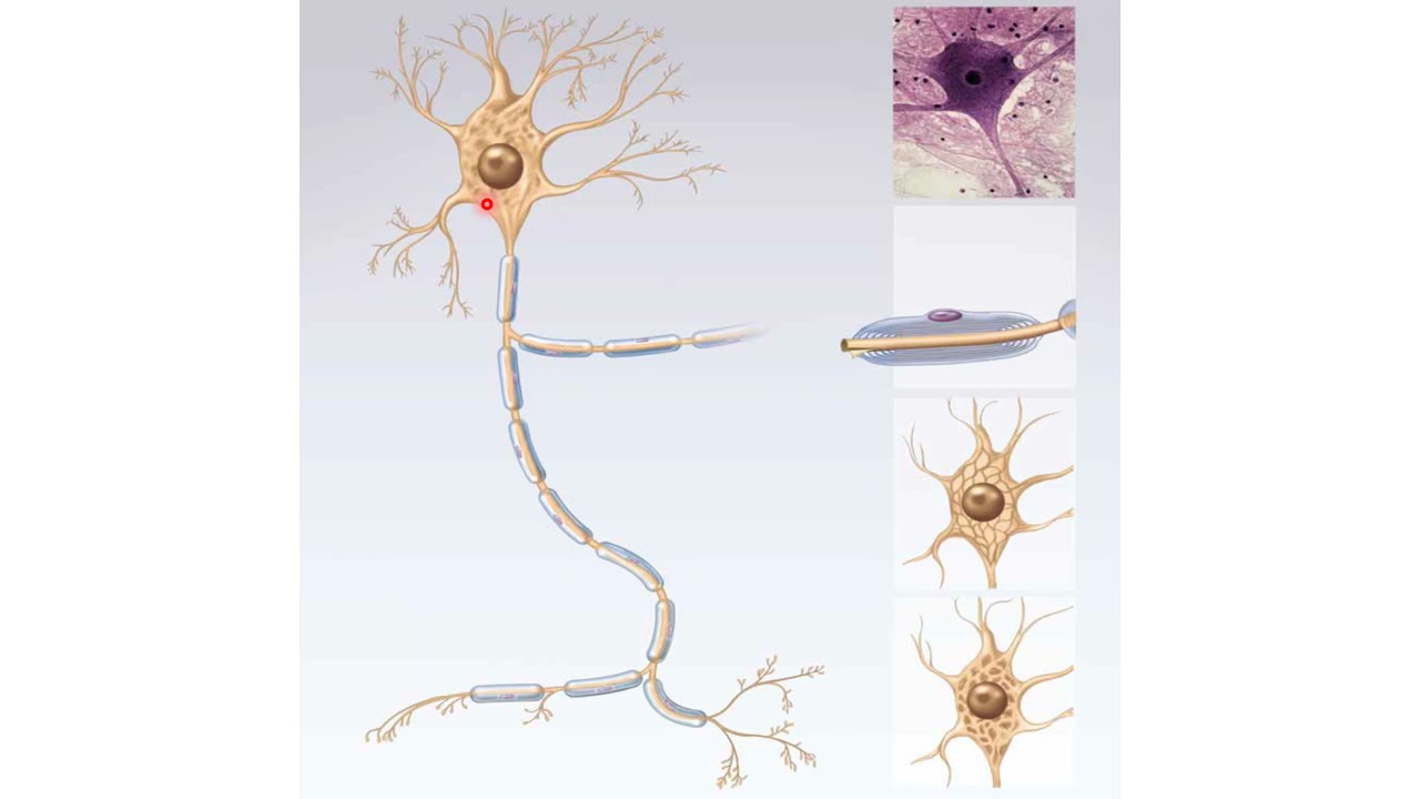 Tejido nervioso: generalidades