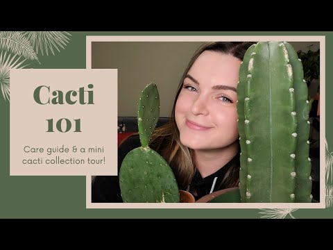 Cacti 101: a care guide & mini cacti collection tour!