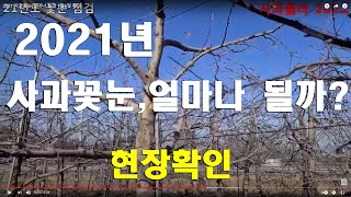 2021 사과꽃눈 얼마나 될까  1월6일 확인