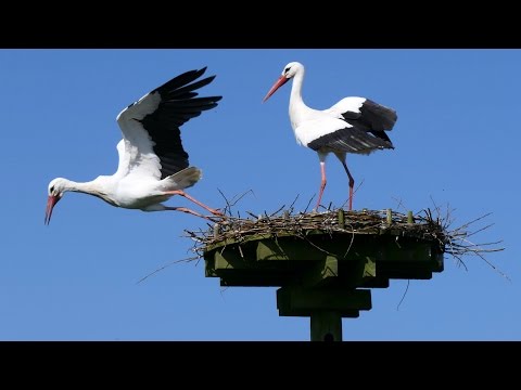 White Stork Courtship