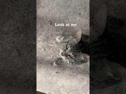 Look at me only #cat #catlover #shorts