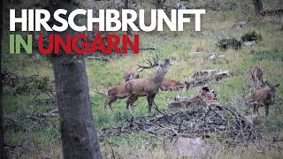 Hirschbrunft in Ungarn