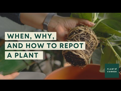 How to repot a plant - a complete guide