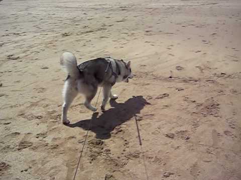 Mishka at the beach