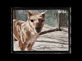 The Mountain Goats - Deuteronomy 2:10