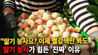 "딸기 농사, 하지마세요.." 귀농해서 프리미엄 딸기 농사 시작한 이유. 손빠른 아내, 느릿느릿 남편! [딸…