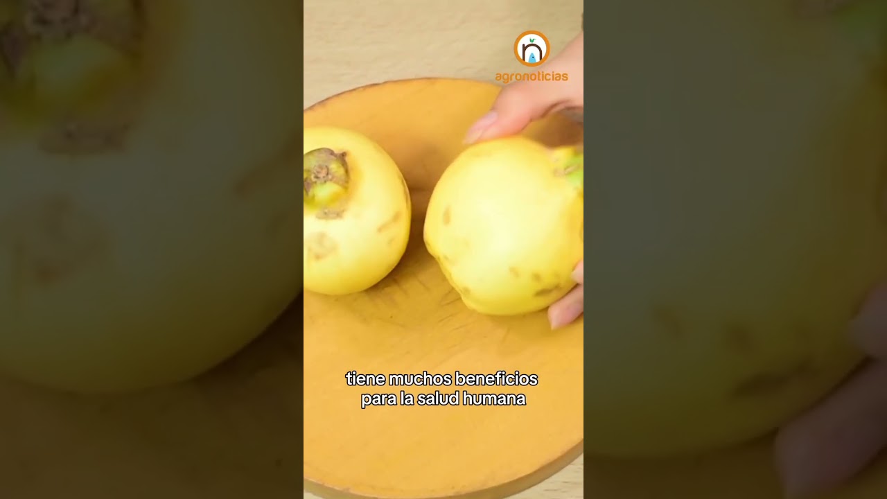 Quince, a very unique fruit #nature #sacrednews #food