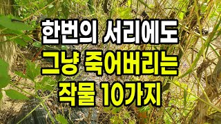 한번의 서리에도 그냥 죽어버리는 작물 10가지 지금 바로 수확 하세요