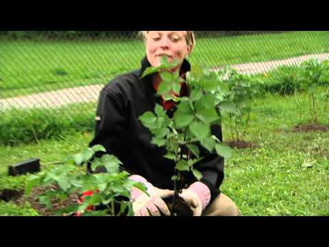 Trädgårdsdrömmar Plantera buskar.mov