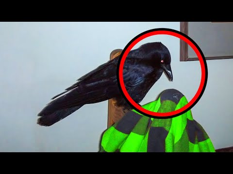 Man Feeds Crow For Years, Then One Day, It Gives Him a Gift That Makes Him Burst Into Tears!