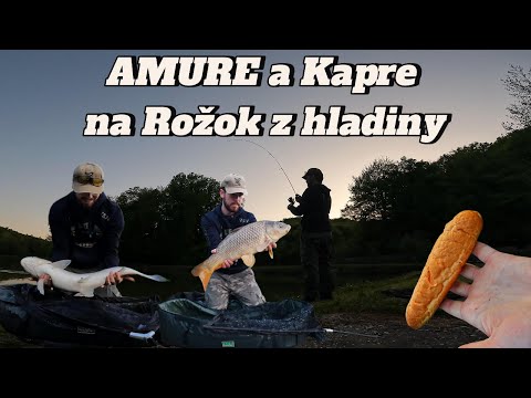 Lov Amurov a kaprov z hladiny na rožok, mlaskačka, Rybárske Videá #rybolov #amur #kapor #mlaskacka