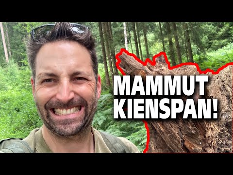 Riesen Kienspan Wurzel ernten - Bushcraft & Survival