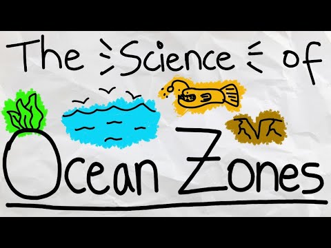 The Ocean Zones and What Lives in Them