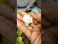 Step By Step Adukku Malli Growth Nature Flowers Youtubeshorts Shortsfeed Viral Trending Shorts