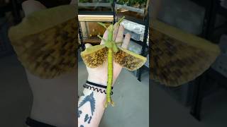 Giant stick insect
