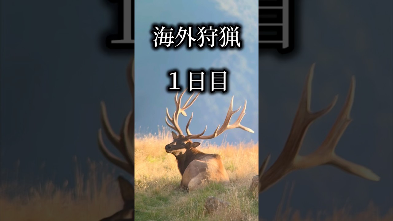 #海外狩猟 #1日目 #赤鹿 #レッドスタッグ