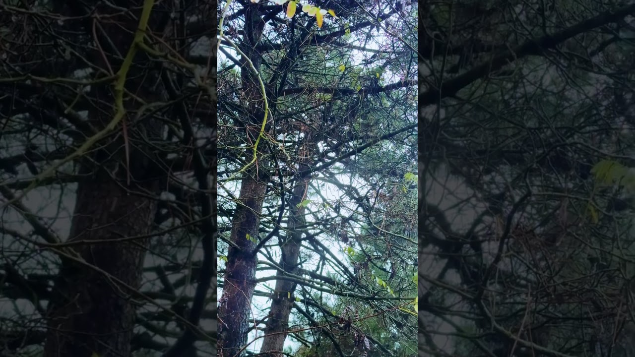 Ida Nature Art 3