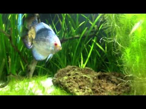 Planted discus tank update and filtration update.