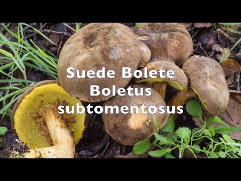 Suede bolete mushrooms, Xerocomus subtomentosus, Boletus subtomentosus