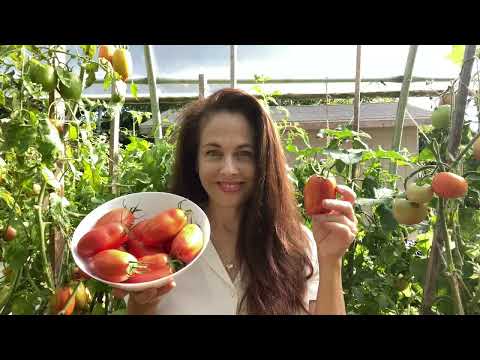 Choosing & Growing Paste Tomatoes for Sauce-Making • Recommendations from Niki Jabbour
