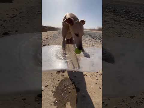 🐶💧 would your dog do this? 👇😂 a tennis ball floating on a puddle in the air 🎾🏜️ he jumped up, p