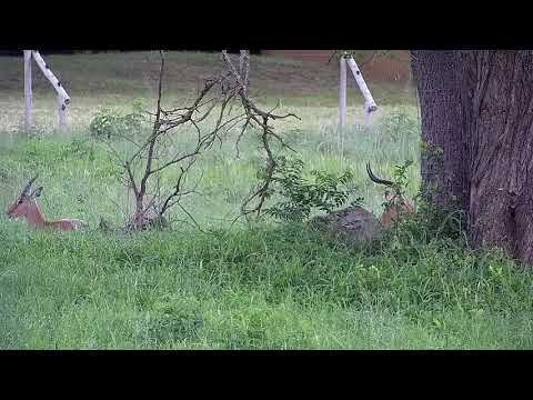 Djuma: Two Impala rams resting - 05:31 - 12/22/21