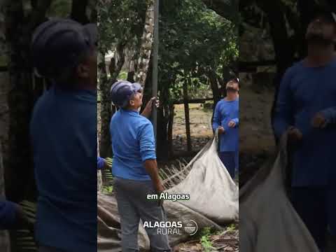 O açaí conquistou o paladar dos alagoanos