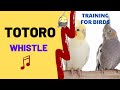 TOTORO with WHISTLE Cockatiel Singing Training - Whistle Songs For Birds - For Parrots