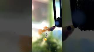 Download lagu How do I Know the Gender of my Fish? mp3