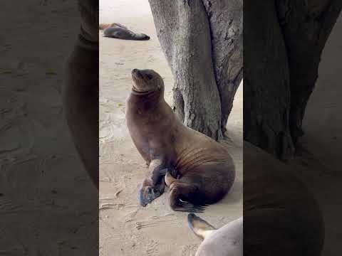 #sleepy #sealion #yawn #scratch #isabela #galápagos #ecuador