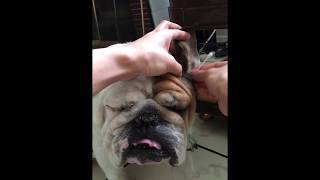 Englishbulldog love to clean  ears with Q tips