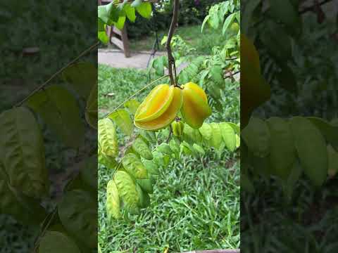 Vivendo...trabalhando...  Pombos-PE