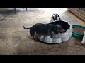A Dog Humping A Dog A Bed