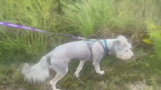 Video preview image #1 Poodle (Standard)-Siberian Husky Mix Puppy For Sale in Cookeville, TN, USA