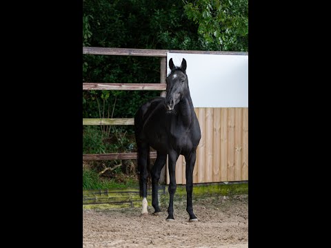 Cometa KTO Z COMILFO PLUS Z x DIAMANT DE SEMILLY - Video 11 video thumbnail