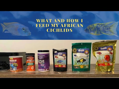 WHAT & HOW I FEED MY AFRICAN CICHLIDS