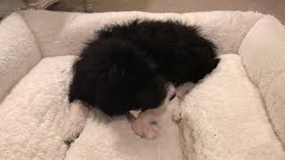 Video preview image #1 Bordoodle Puppy For Sale in CRESTON, OH, USA