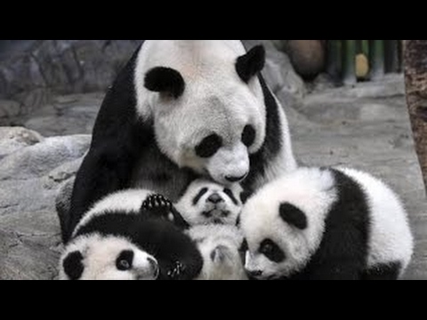 National geographic -Rare panda's life - Wildlife animal documentary[Full Documentary] - Dly Pro