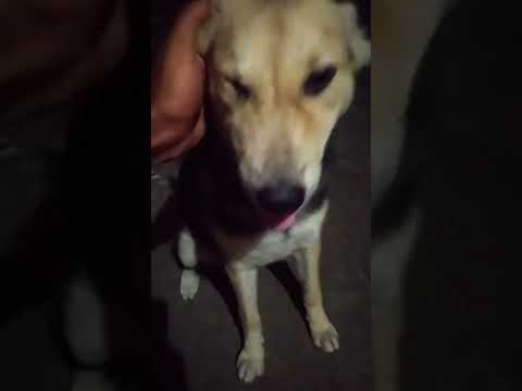 A house is never lonely Where a loving dog waits.💖