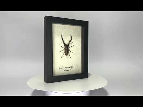 CYCLOMMATUS METALLIFER MUSEUM