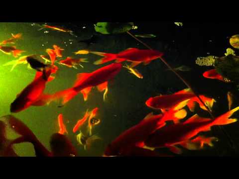 120402 More Goldfish added 2