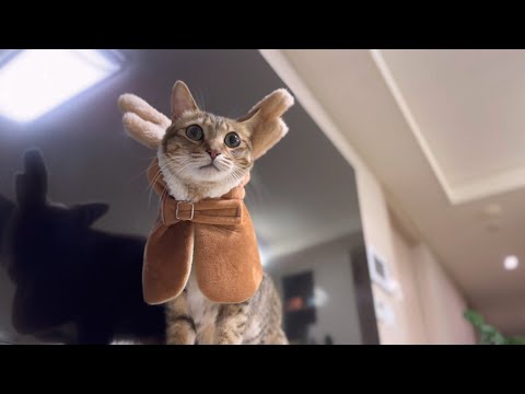 엉망진창 우리들의 크리스마스ㅋㅋㅋ오늘도 평화로운 참치네