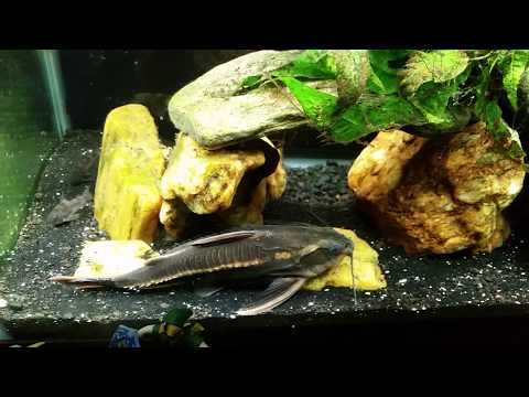 Striped Raphael Catfish In My 55 Gallon Gourami Tank