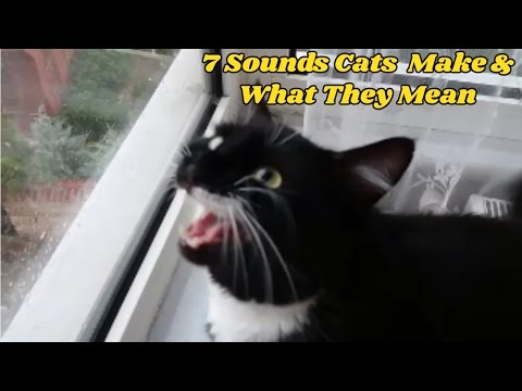 7 Sounds Your Cat Makes and What They Mean