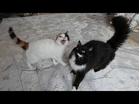 7 Sounds Your Cat Makes and What They Mean